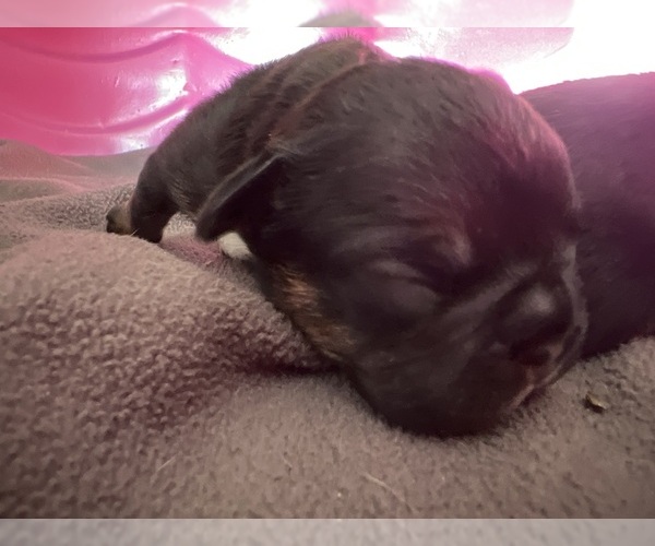 Medium Photo #1 French Bulldog Puppy For Sale in LAUREL, MD, USA