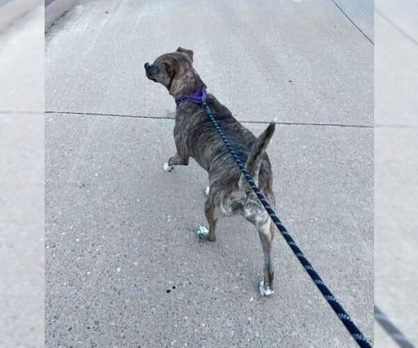 Medium Photo #26 American Pit Bull Terrier-Unknown Mix Puppy For Sale in OKLAHOMA CITY, OK, USA