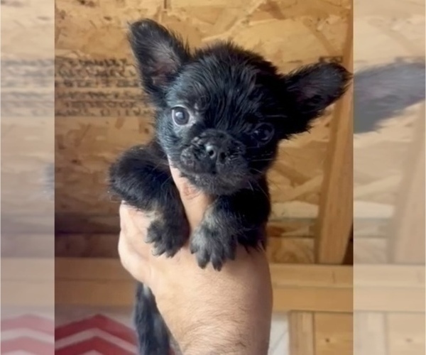 Medium Photo #1 French Bulldog Puppy For Sale in ENCINO, CA, USA
