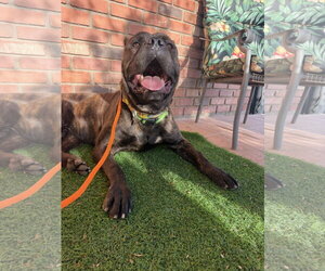 Vader - Male Mutt Dog for Adoption - Photo #2