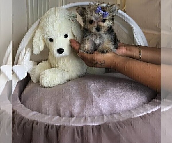 Medium Photo #14 Morkie Puppy For Sale in MIAMI BEACH, FL, USA
