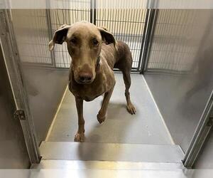 Doberman Pinscher Dogs for adoption in Modesto, CA, USA