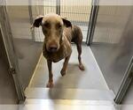 Small Doberman Pinscher