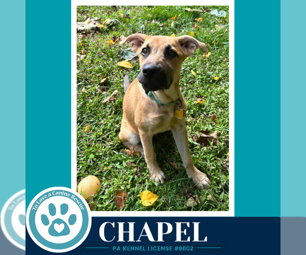 Medium Photo #1 Mutt Puppy For Sale in Kimberton, PA, USA