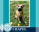 Chapel 100326 - Female Mutt Dog for Adoption - Small photo