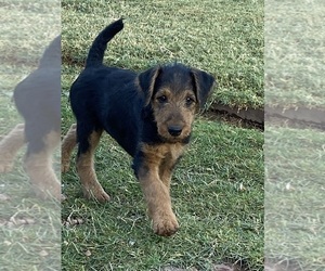Airedale Terrier Puppy for sale in SIERRA VISTA, AZ, USA