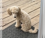 Small Photo #4 Poodle (Toy) Puppy For Sale in LONG GROVE, IL, USA