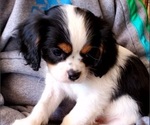 Small Photo #10 Cavalier King Charles Spaniel Puppy For Sale in LAMAR, AR, USA