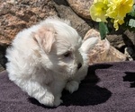 Small #8 Havanese