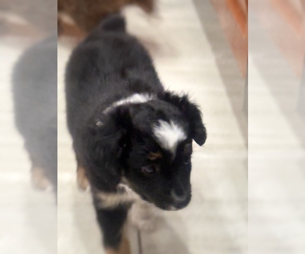 Medium Photo #69 Miniature Australian Shepherd Puppy For Sale in FORT MYERS, FL, USA