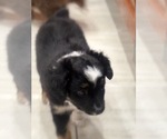 Small #5 Miniature Australian Shepherd