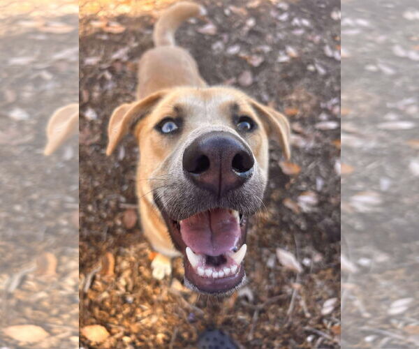 Medium Photo #25 Retriever -Unknown Mix Puppy For Sale in Rustburg, VA, USA