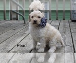 Small Photo #10 Poodle (Standard) Puppy For Sale in MUSKEGON, MI, USA