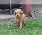 Small #2 Goldendoodle (Miniature)