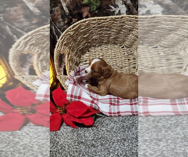 Medium Photo #4 Cavapoo (Miniature) Puppy For Sale in GREENWOOD, WI, USA
