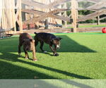 Small #1 American Pit Bull Terrier