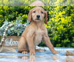 Puppy Sparky Golden Retriever