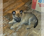 Small Photo #3 Mutt Puppy For Sale in Imlay City, MI, USA