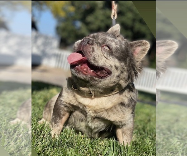 Medium Photo #1 French Bulldog Puppy For Sale in RANCHO CUCAMONGA, CA, USA