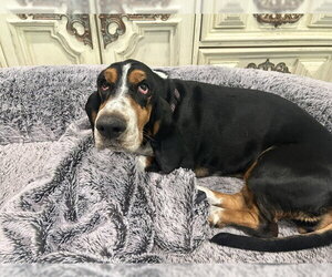 Basset Hound Dogs for adoption in Petaluma, CA, USA