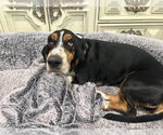 Small Basset Hound