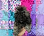 Small Photo #5 Havanese Puppy For Sale in FREDERICK, MD, USA