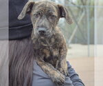 Small #5 Labrador Retriever Mix