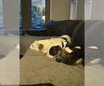 Small #4 American Bulldog