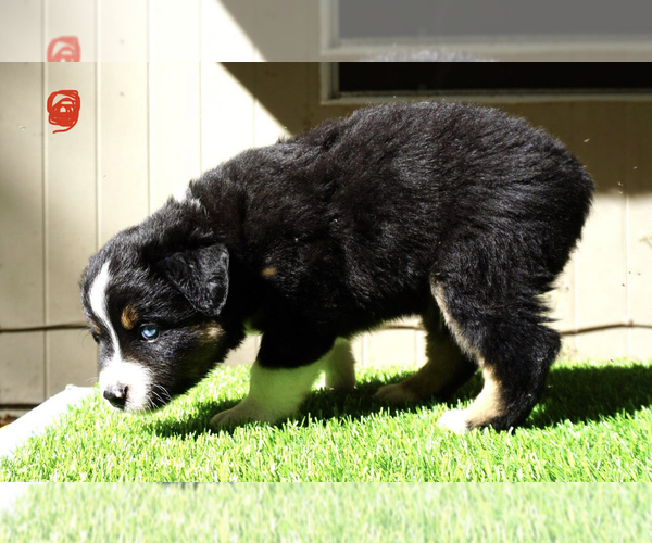 Medium Photo #9 Miniature Australian Shepherd Puppy For Sale in TRENTON, FL, USA