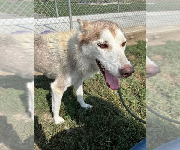 Medium Photo #3 Huskies -Unknown Mix Puppy For Sale in Pierceton , IN, USA