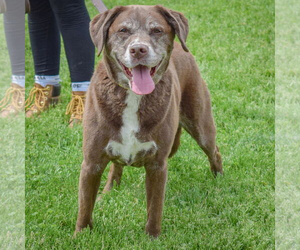 Medium Photo #2 Labrador Retriever-Unknown Mix Puppy For Sale in Huntley, IL, USA