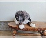 Small Photo #15 Miniature Bernedoodle Puppy For Sale in CUBA CITY, WI, USA