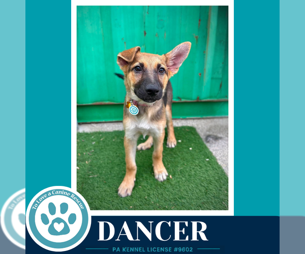 Medium Photo #1 German Shepherd Dog Puppy For Sale in Kimberton, PA, USA