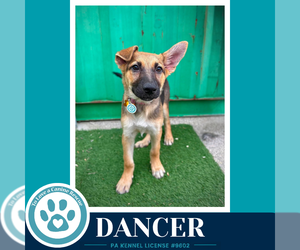 German Shepherd Dog Dogs for adoption in Kimberton, PA, USA
