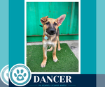 Small German Shepherd Dog