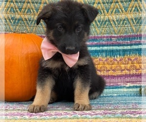 German Shepherd Dog Puppy for sale in LANCASTER, PA, USA