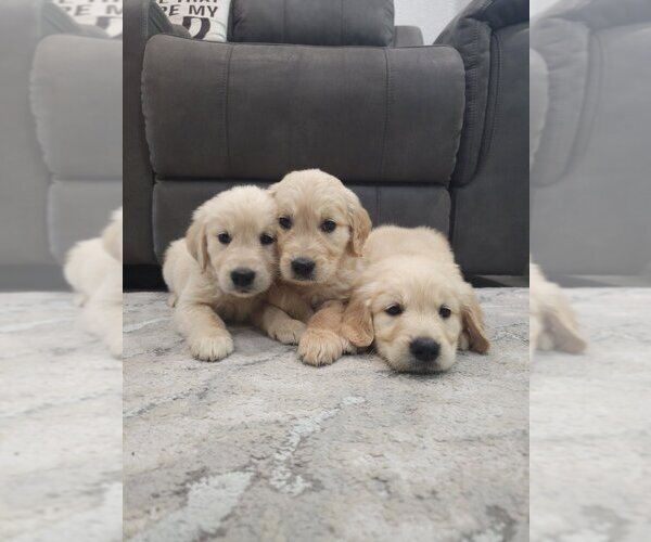 Medium Photo #8 Golden Retriever Puppy For Sale in SACRAMENTO, CA, USA