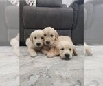 Small #7 Golden Retriever