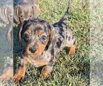 Small #1 Dachshund