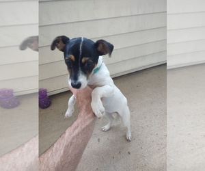 Parson Russell Terrier Puppy for sale in CHESAPEAKE, VA, USA