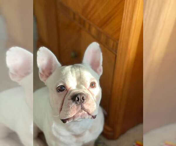 Medium Photo #13 French Bulldog Puppy For Sale in Millsboro, DE, USA