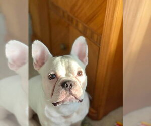 Oliver - Needs Foster - Male French Bulldog Dog for Adoption - Photo #13