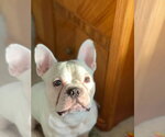 Small Photo #13 French Bulldog Puppy For Sale in Millsboro, DE, USA