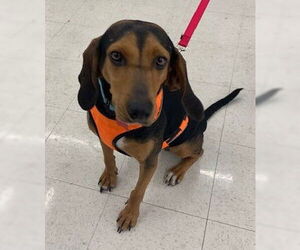 Anne - Female Black and Tan Coonhound Dog for Adoption - Photo #8