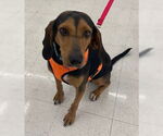 Small #7 Black and Tan Coonhound