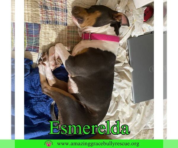 Medium Photo #2 American Pit Bull Terrier-Unknown Mix Puppy For Sale in Pensacola, FL, USA