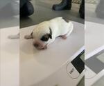 Small American Pit Bull Terrier Mix