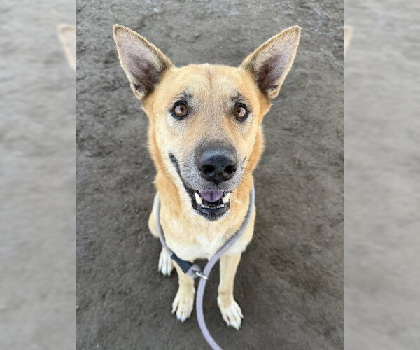 Medium Photo #1 German Shepherd Dog-Unknown Mix Puppy For Sale in Bakersfield, CA, USA