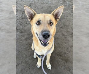 German Shepherd Dog-Unknown Mix Dogs for adoption in Bakersfield, CA, USA