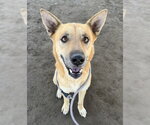 Small German Shepherd Dog Mix